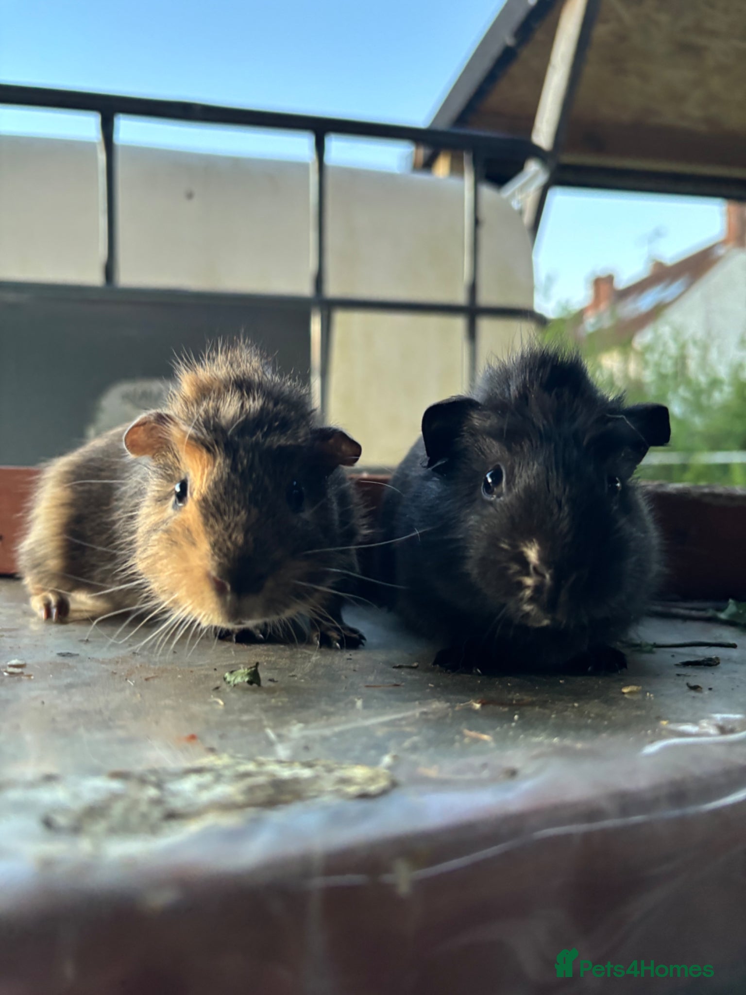 Guinea Pig rodents male guinea pigs for sale  - Advert 13