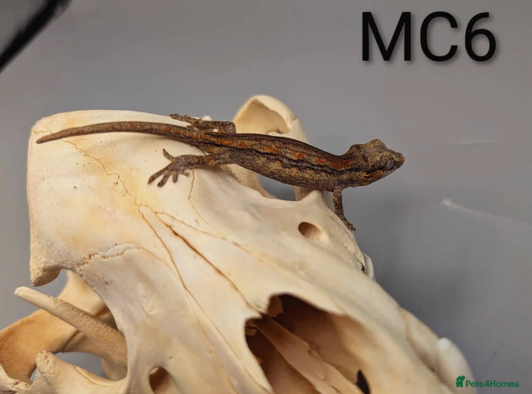 Gecko reptiles for sale: Orange Stripe Gargoyle Gecko CB25  - Advert 3