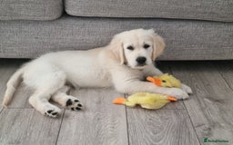 Golden Retriever dogs for sale: Championship line KC Golden Retriever puppies - Image 19
