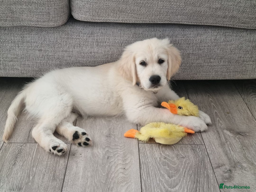 Golden Retriever dogs for sale: Championship line KC Golden Retriever puppies - Image 19