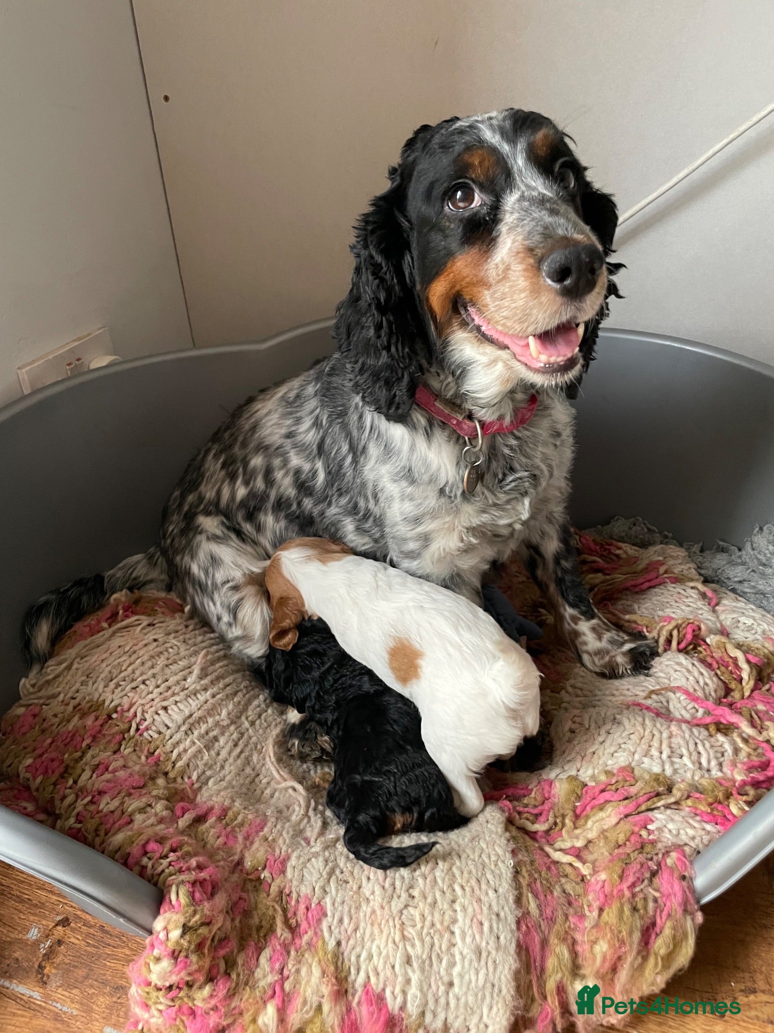 Cockapoo dogs 10 gorgeous cockerpoo puppies - Advert 1