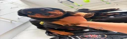 Rottweiler dogs for sale: WORLD CHAMPION CHUNKY ROTTWEILERS  - Advert 19
