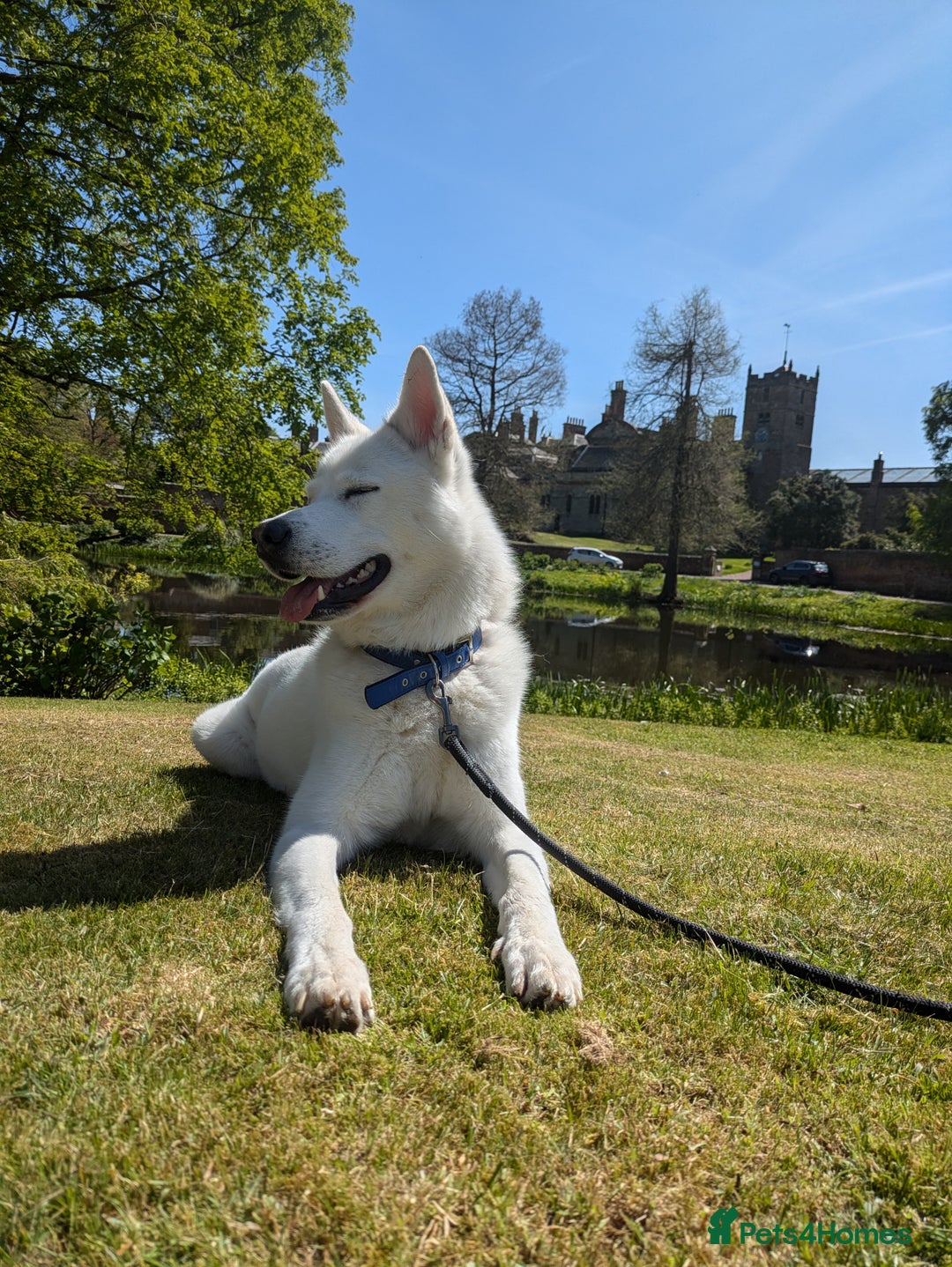 Siberian Husky dogs for stud: Siberian Husky - Image 2