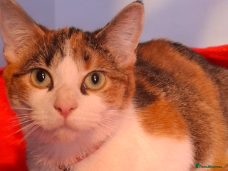 Domestic Shorthair cats Lovely female kitten available for adoption - Advert 1