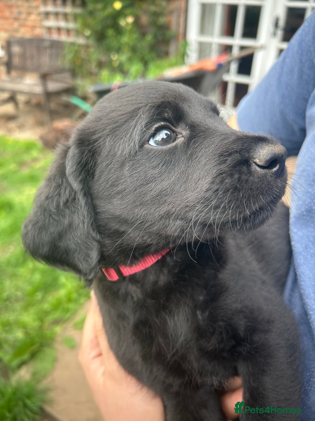 Labradoodle dogs for sale: Ready to go! Fantastic F1 Labradoodles (black) - Image 18