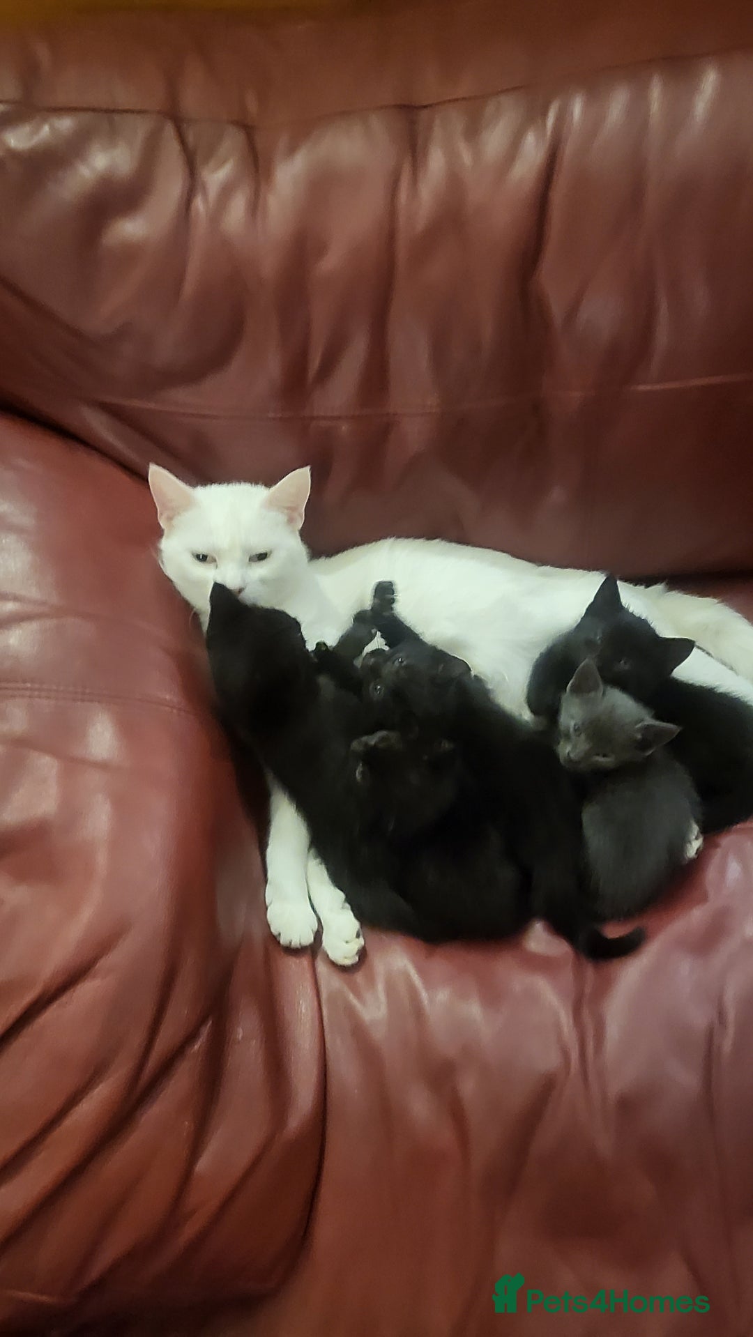 Mixed Breed cats for sale: 7 lovely kittens  - Advert 14