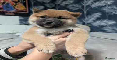 Japanese Shiba Inu dogs Lovely Shiba Inu Puppies, Last One Left - Advert 12