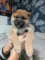 Japanese Shiba Inu dogs Lovely Shiba Inu Puppies, Last One Left - Advert 1