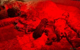 Cockapoo dogs for sale: Therapy Line F1b health tested cockapoo - Image 12