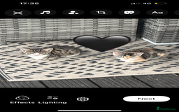 Mixed Breed cats for sale: Mixed breed kittens  - Image 1