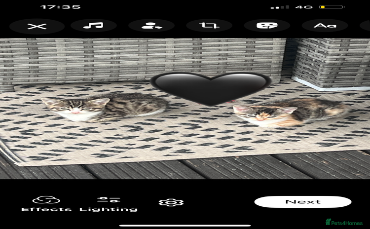 Mixed Breed cats - Advert 11