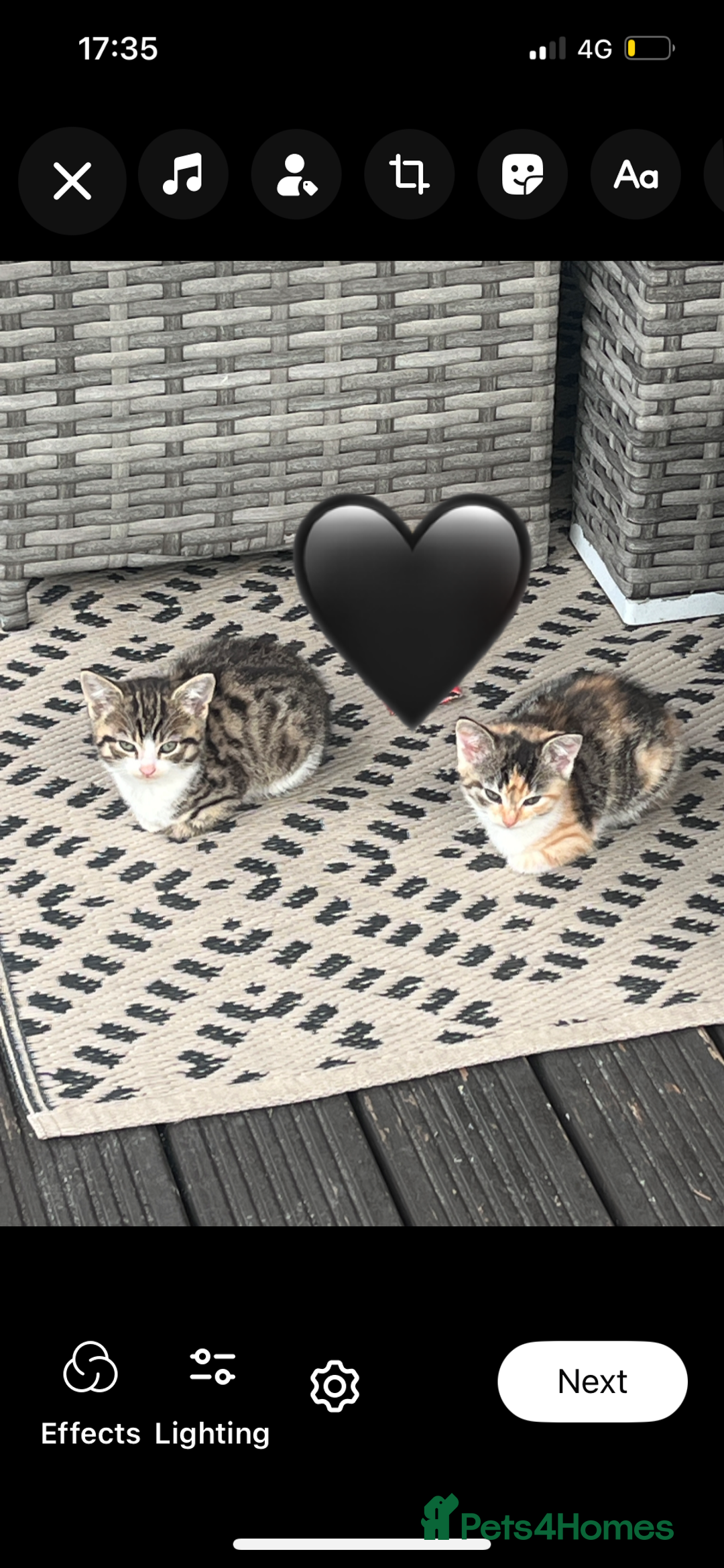 Mixed Breed cats for sale: Mixed breed kittens  - Image 1