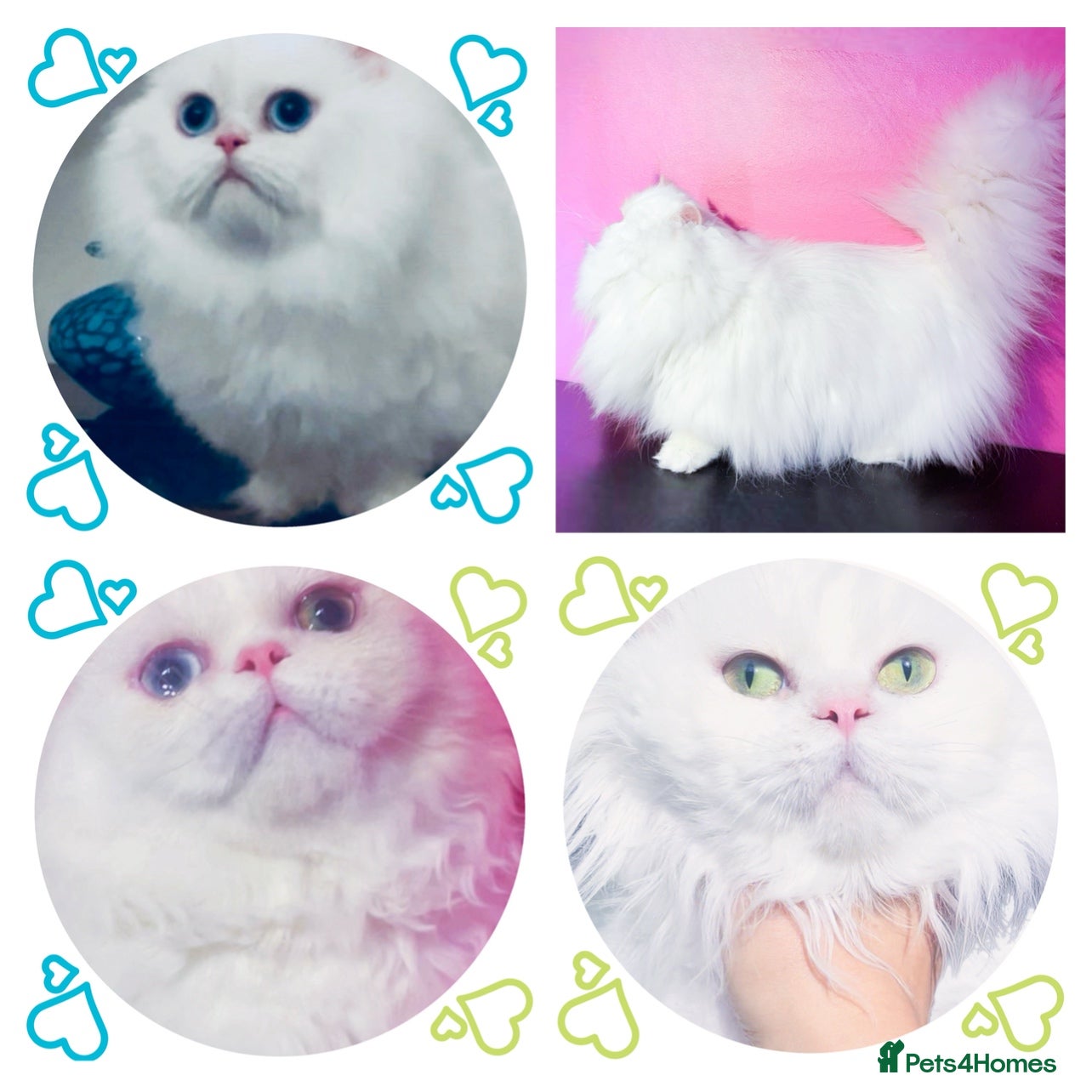 Napoleon cats White blue & Odd eyes Minuet Persian Munchkins  - Advert 1