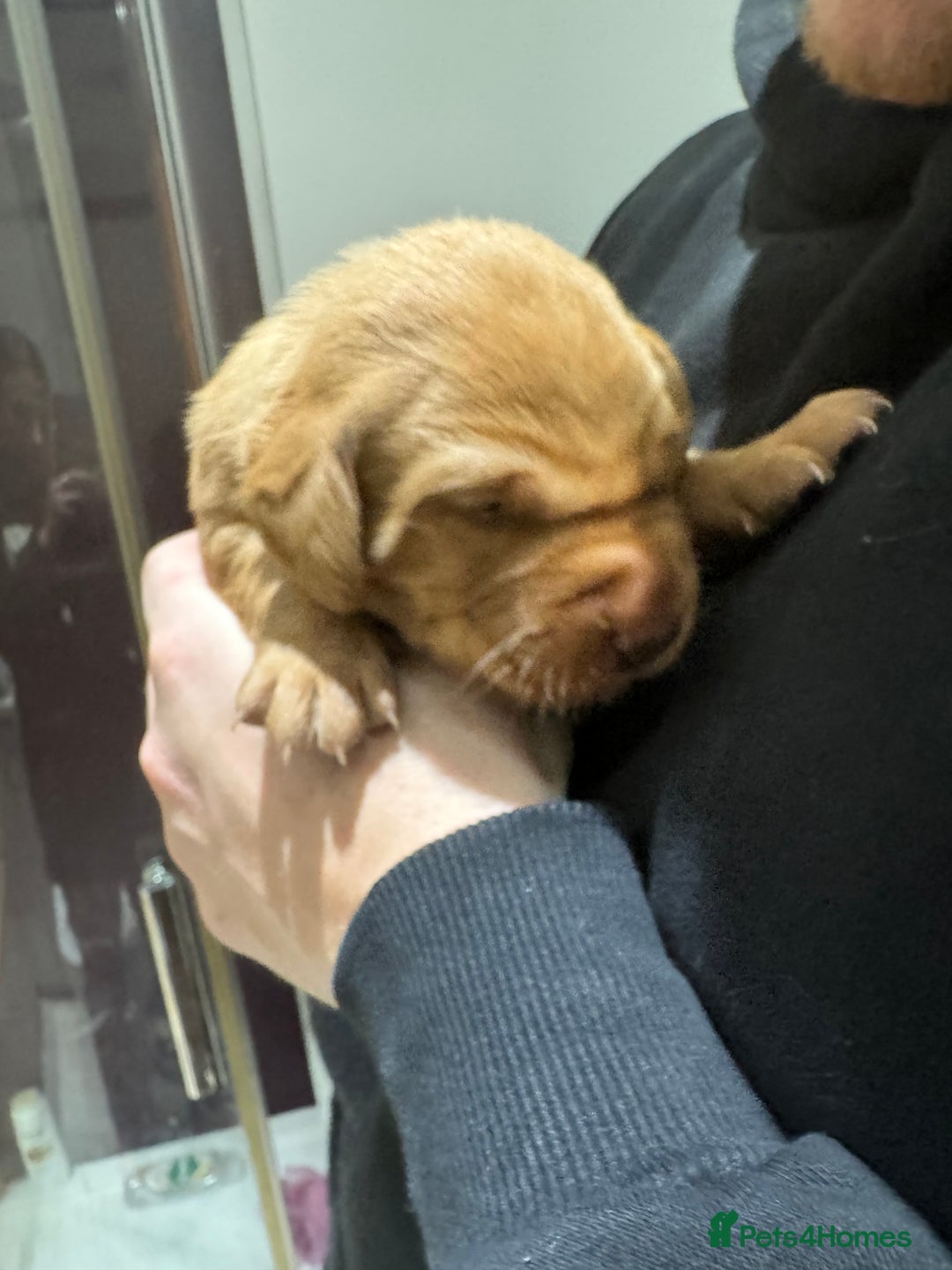 Labrador Retriever dogs for sale: Labrador puppies  - Advert 2