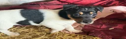 Jack Russell dogs for sale: Jack Russell puppies ready now  - Advert 11