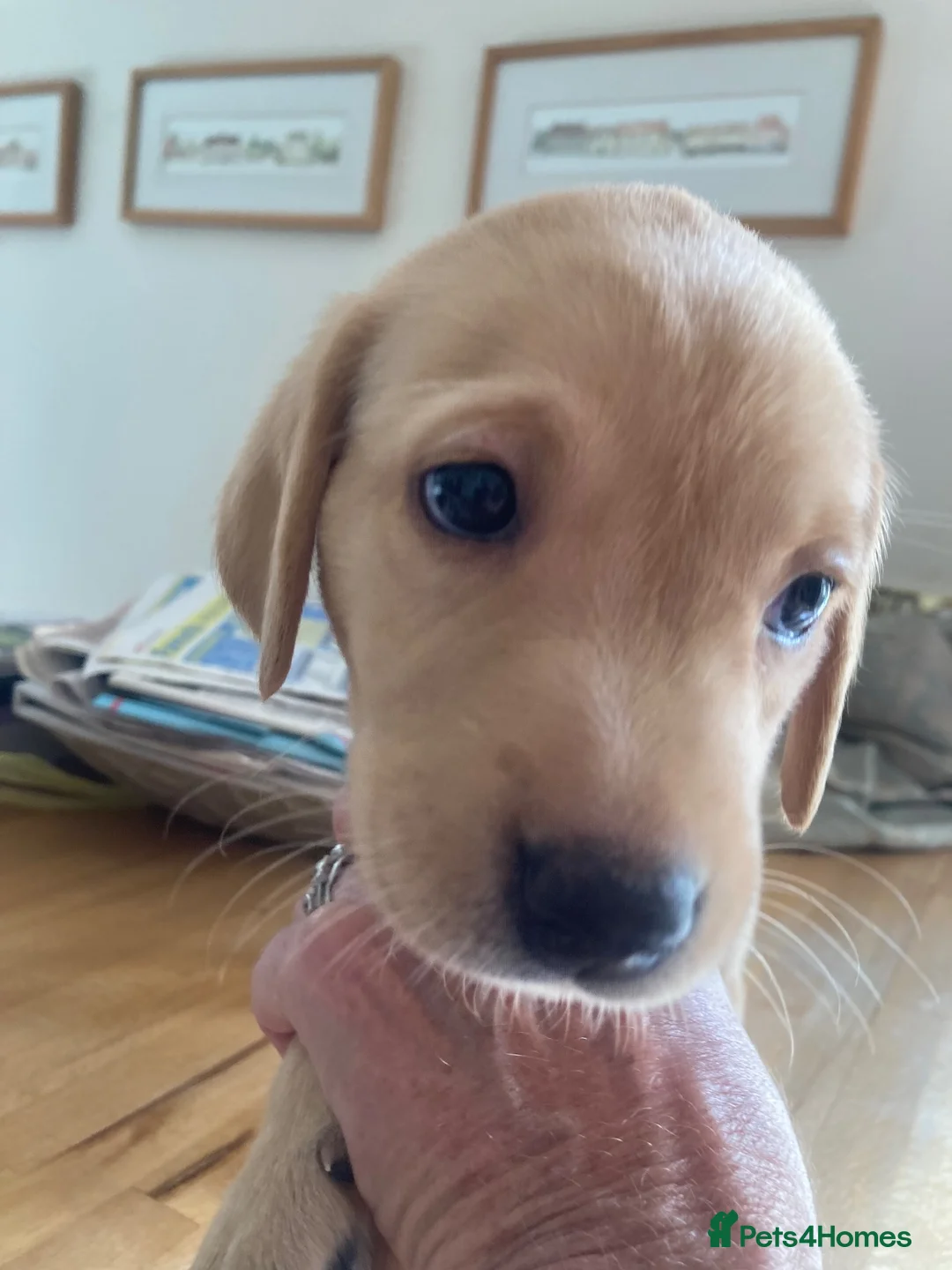 Labrador Retriever dogs for sale: Fox red Labrador bitch in Bristol - Advert 1