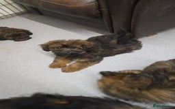 Pomapoo dogs for sale: POCKET SIZED POMAPOOS ~ READY NOW - Image 7