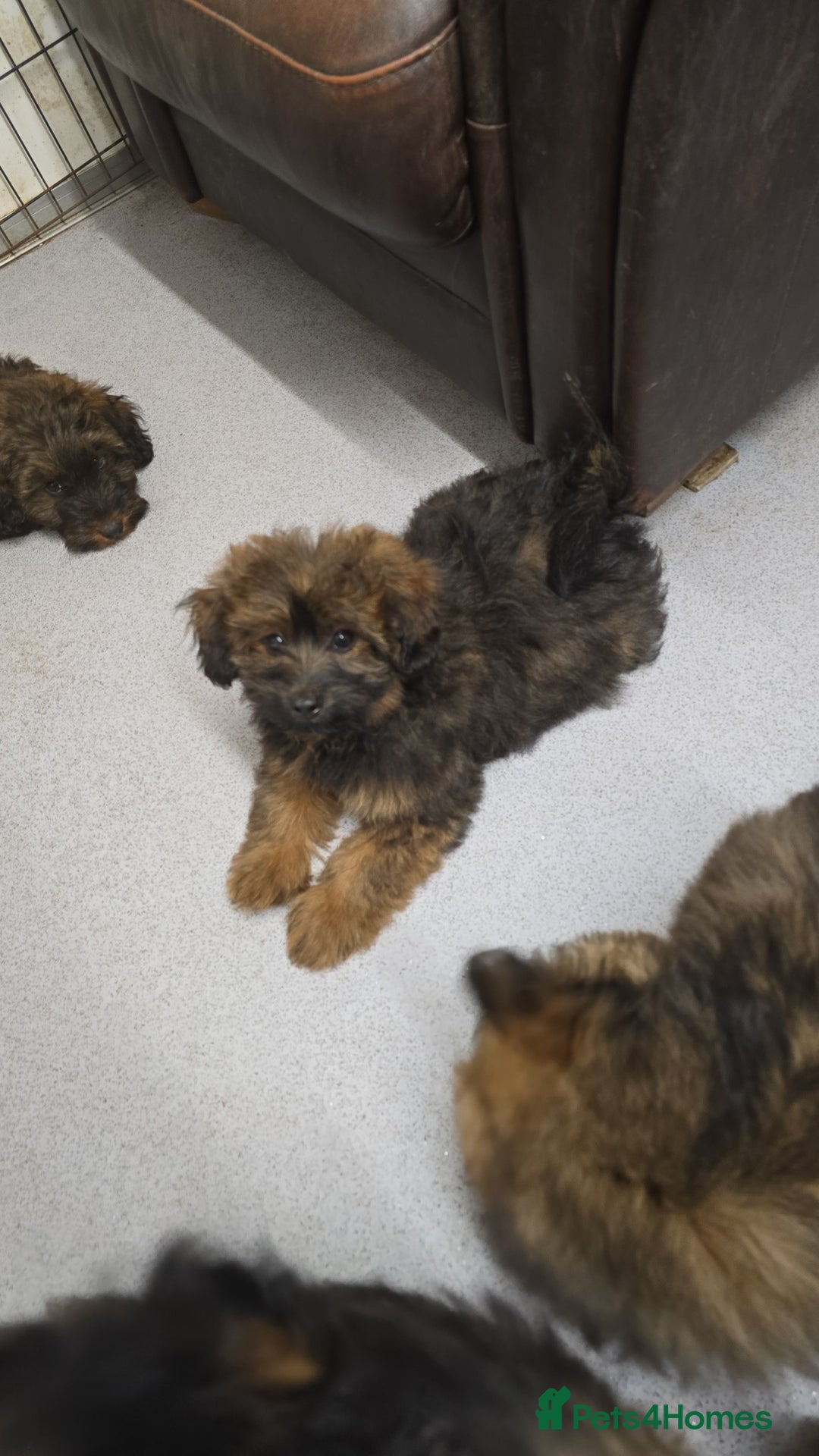 Pomapoo dogs for sale: POCKET SIZED POMAPOOS ~ READY NOW - Image 7