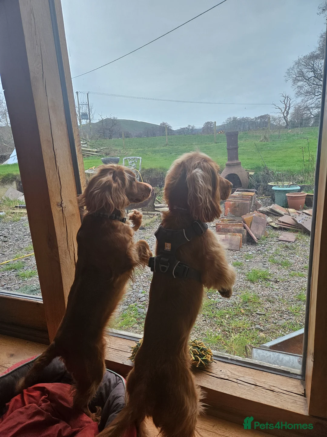 Cocker Spaniel dogs for sale: Beautiful red KC registered cocker spaniels  in Shrewsbury - Advert 14