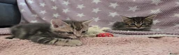 Mixed Breed cats for sale: Beautiful kittens looking for their forever homes  - Advert 11