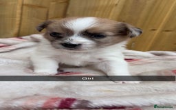 Mixed Breed dogs for sale: Jack Russell cross Shih Tzu puppies for sale  - Image 6