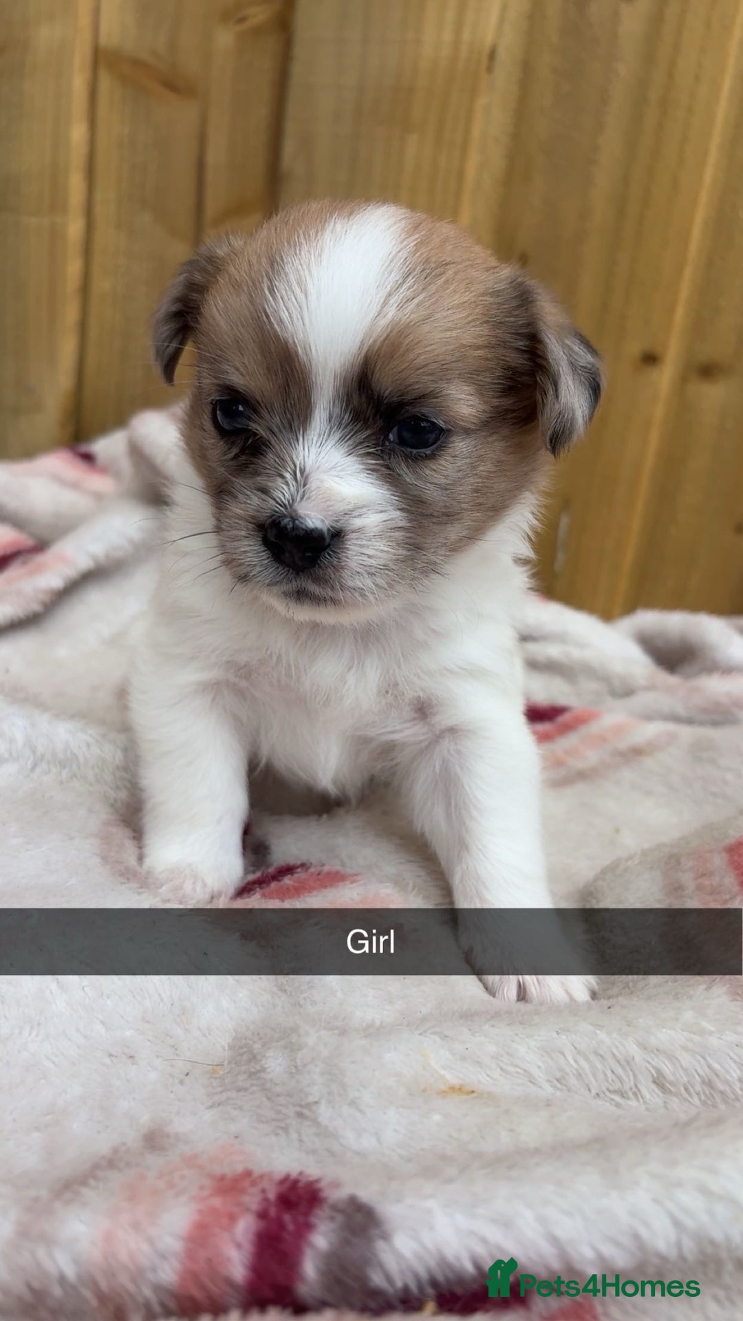 Mixed Breed dogs for sale: Jack Russell cross Shih Tzu puppies for sale  - Image 6