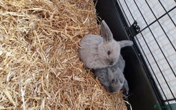 Mini Lop rabbits for sale: 8 week old mini lops for sale  - Image 2