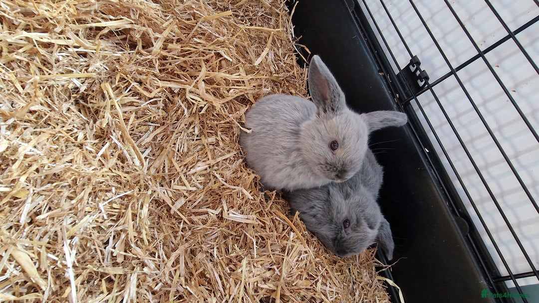 Mini Lop rabbits for sale: 8 week old mini lops for sale  - Image 2