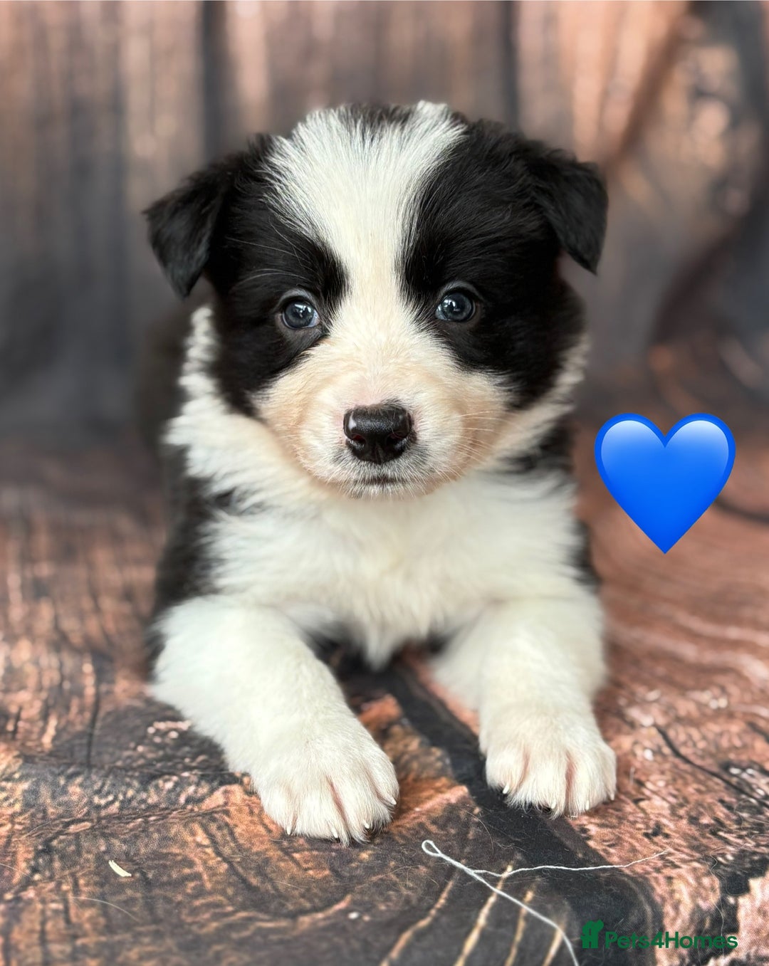 Border Collie dogs for sale: 7 Beautiful Border Collie Puppies  - Image 6