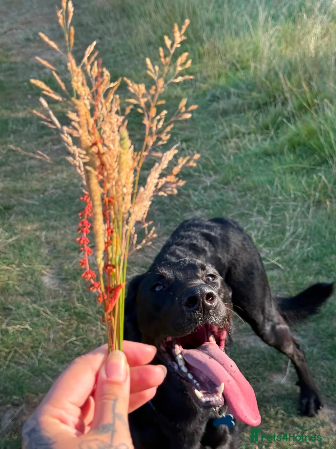 Sheprador dogs for sale: labrador x German shepherd  in Crawley - Advert 2