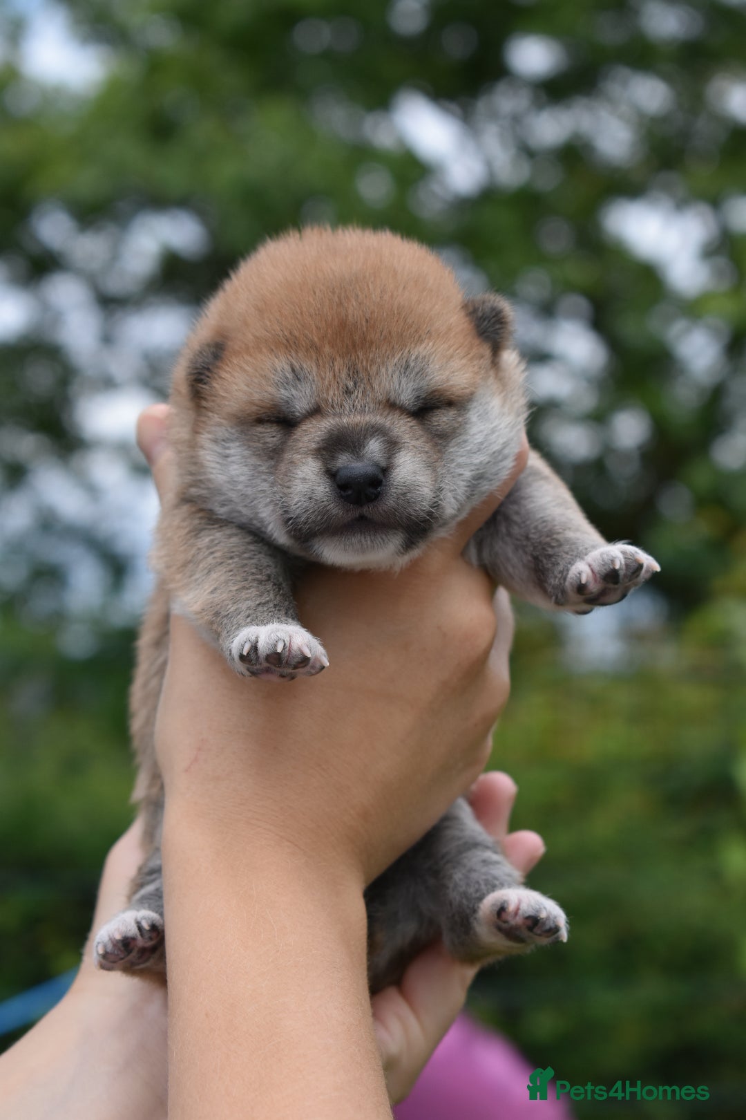 Japanese Shiba Inu dogs for sale: Beautiful Japanese Shiba Inu Puppies - Image 26
