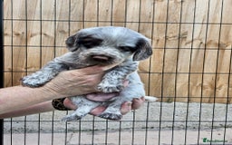 Sprocker dogs for sale: Fantastic Liver Roan Working Sprocker Spaniel Boys - Image 6