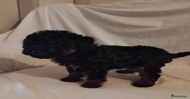 Cockapoo dogs - Advert 5