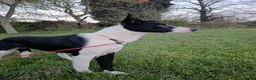 Border Collie dogs for sale: Boy Border collie for sale - Advert 7