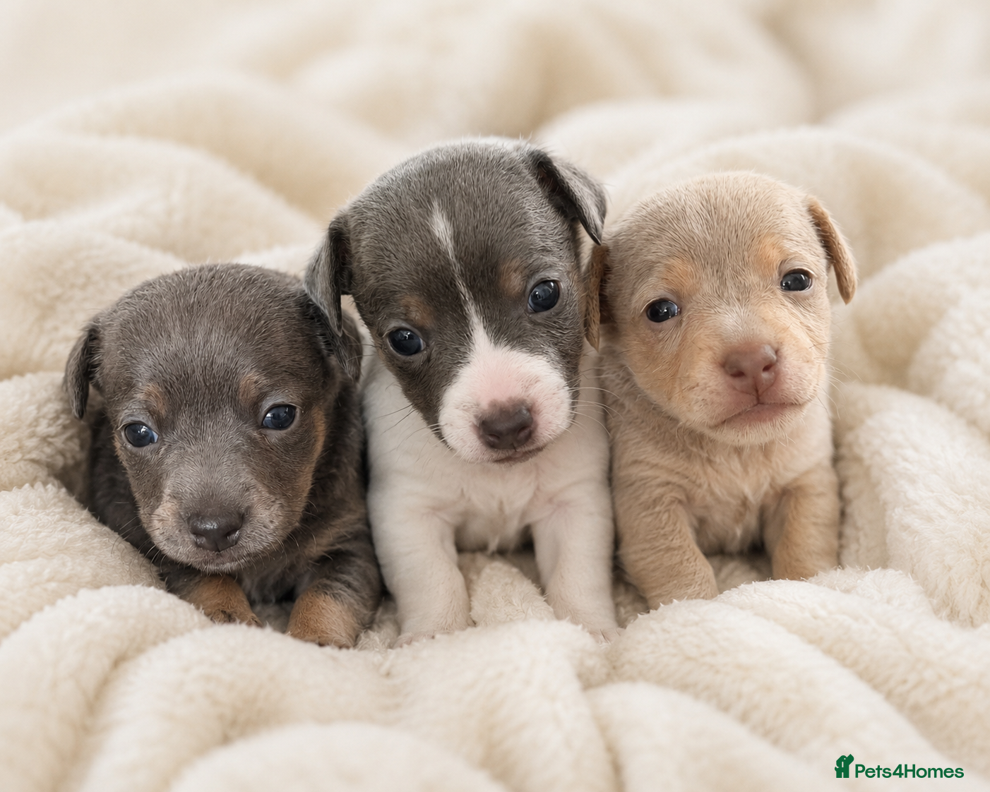 Jack Russell dogs DONJACKS - miniature health tested babies  - Advert 1