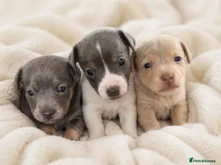 Jack Russell dogs for sale: DONJACKS - miniature health tested babies - Advert 1