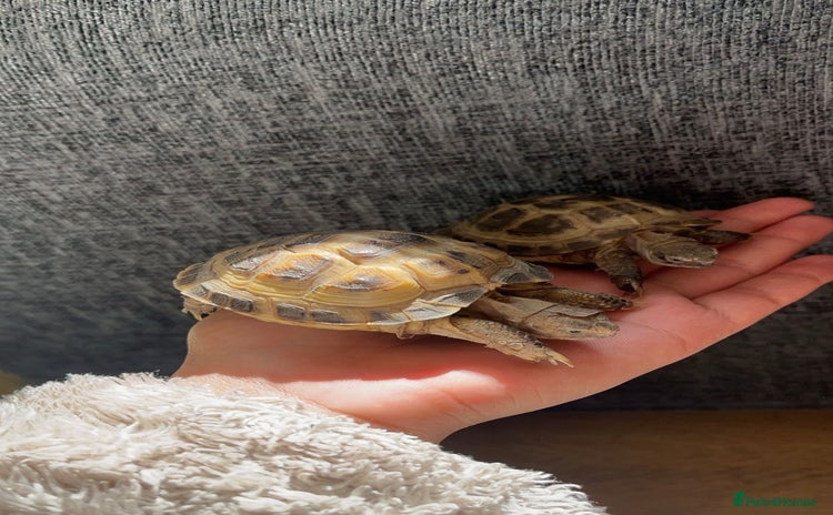 Tortoise reptiles - Advert 1