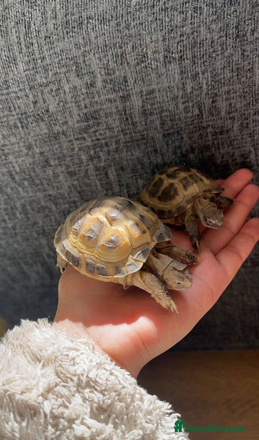 Tortoise reptiles for sale: Horsfield Tortoises  - Image 1