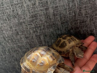 Tortoise reptiles - Advert 2