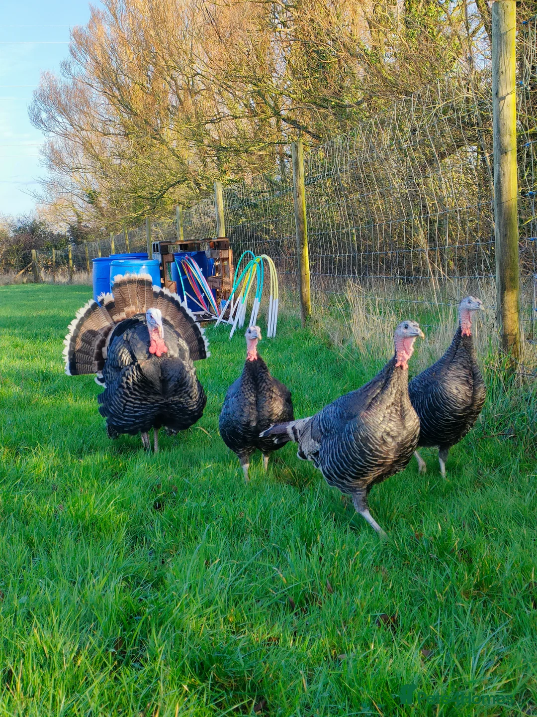 Turkeys poultry for sale: Hatching eggs available Norfolk Bronze turkeys  - Advert 2
