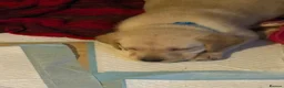 Labrador Retriever dogs for sale: Beautiful Labrador puppies for sale  - Advert 7