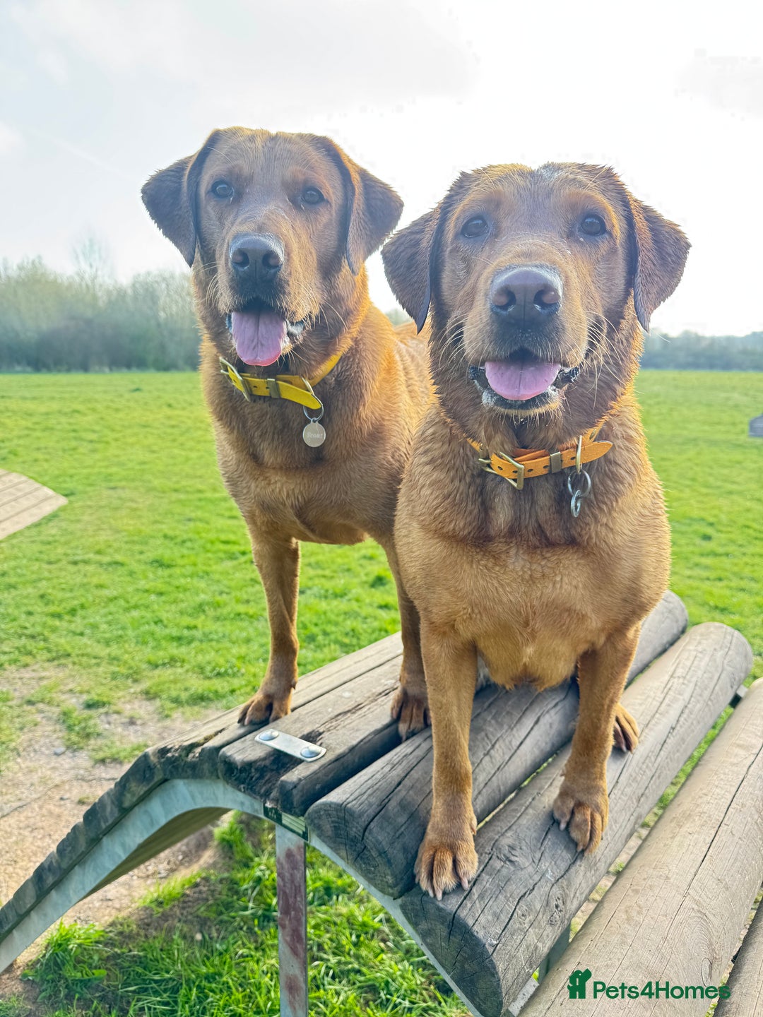 Labrador Retriever dogs for sale: DUE MID-JANUARY. Fox Red Labrador puppies.  - Advert 9