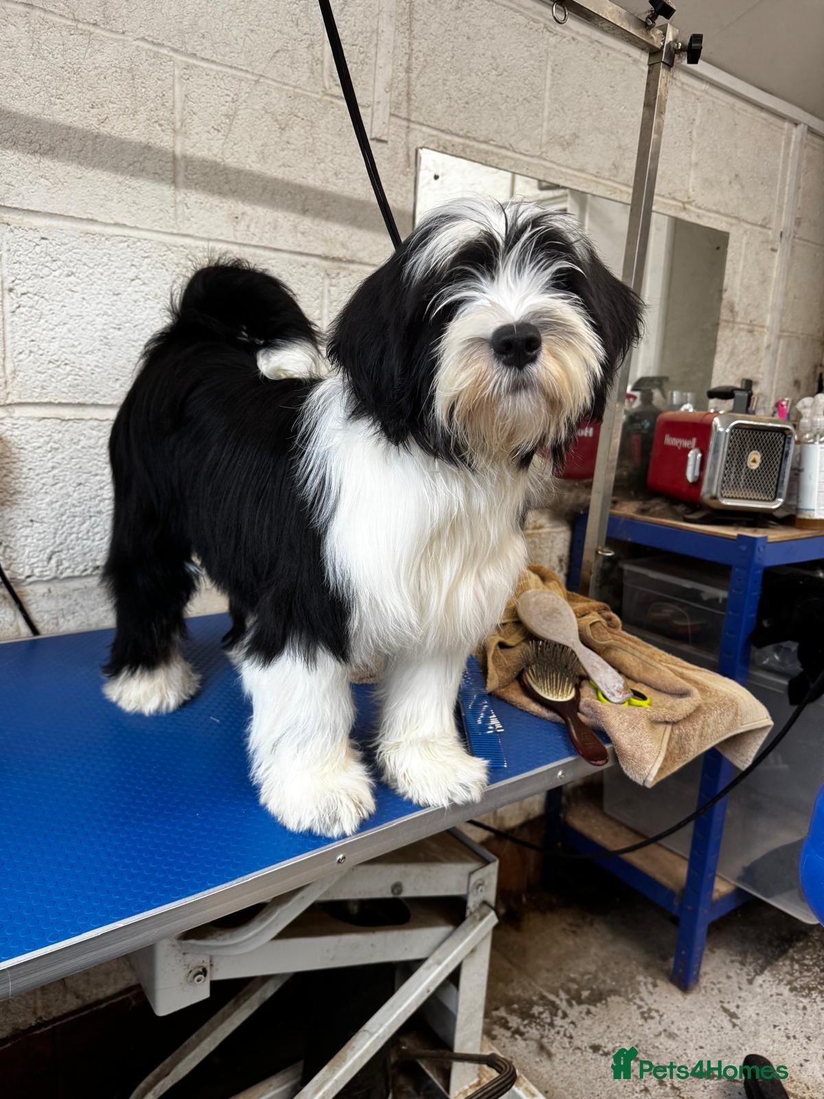 Tibetan Terrier dogs Araki Puppy available Show or Pet Home - Advert 1