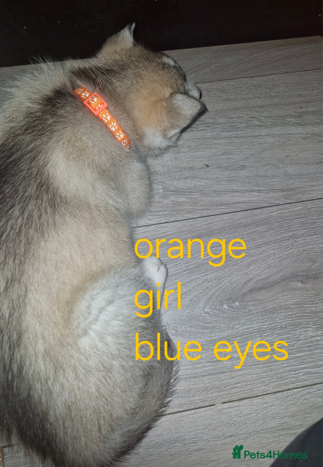 Siberian Husky dogs for sale: 8 husky pups - Advert 14