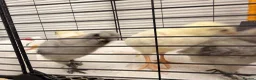 Mixed Breed birds for sale: 🐣 [Show-Quality & Healthy Chicks for Sale] - Advert 17