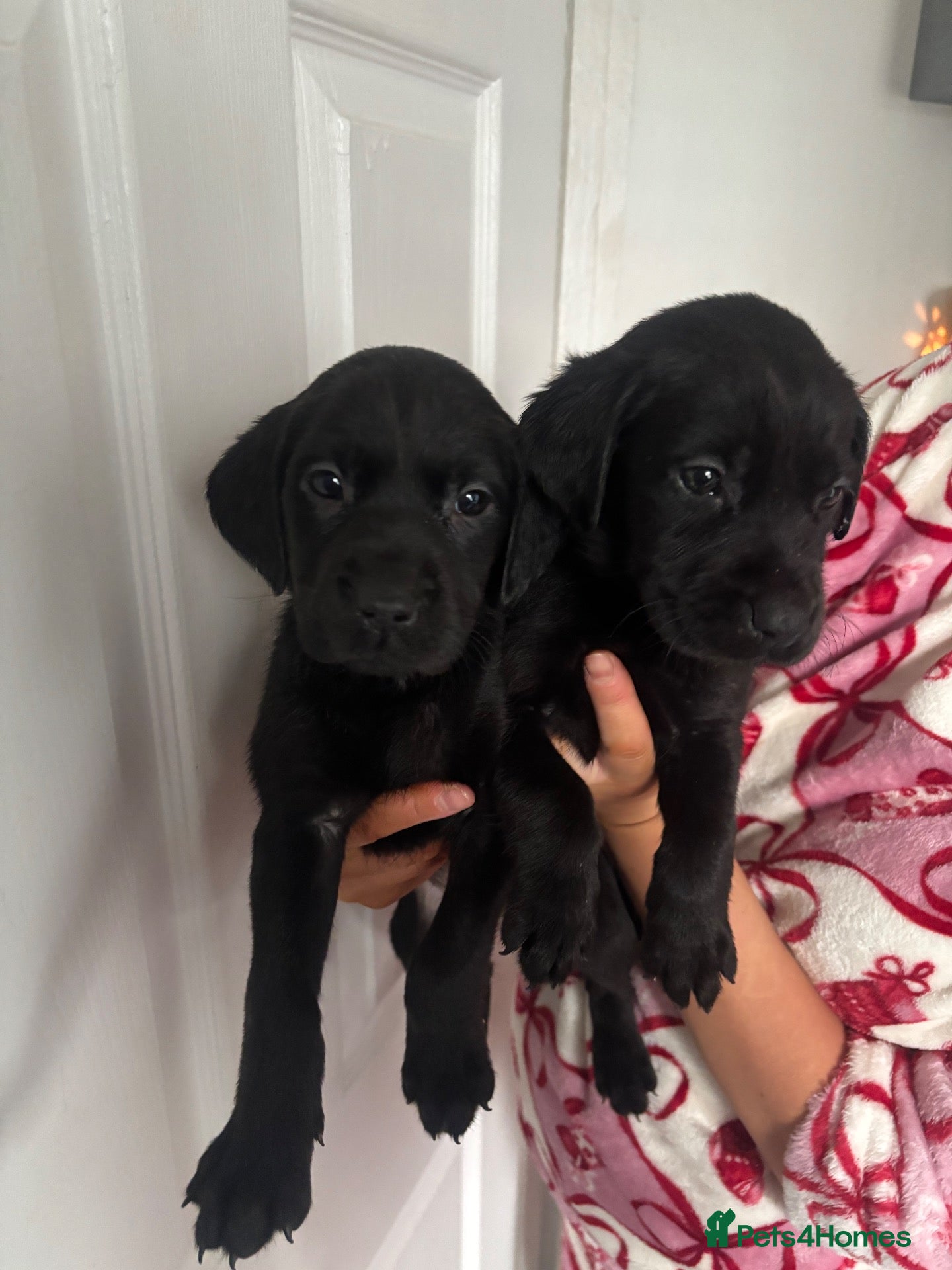 Labrador Retriever dogs for sale: REDUCED Labrador puppies  - Advert 11