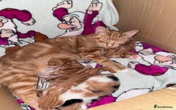 Mixed Breed cats for sale: Two male ginger kittens - Image 7