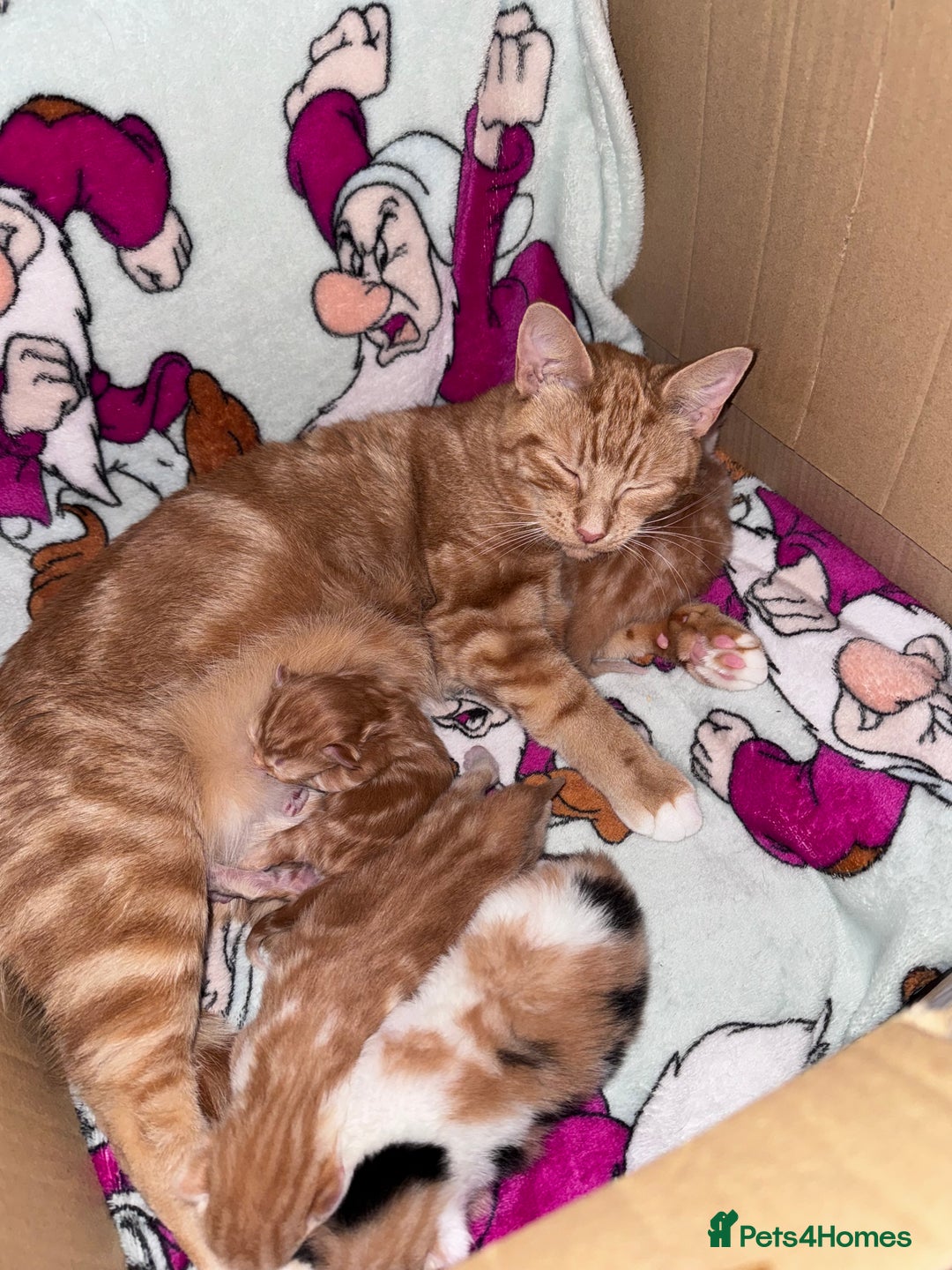 Mixed Breed cats for sale: Two male ginger kittens - Image 7