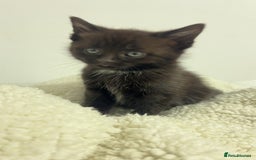 Mixed Breed cats for sale: beautiful kittens  - Image 6