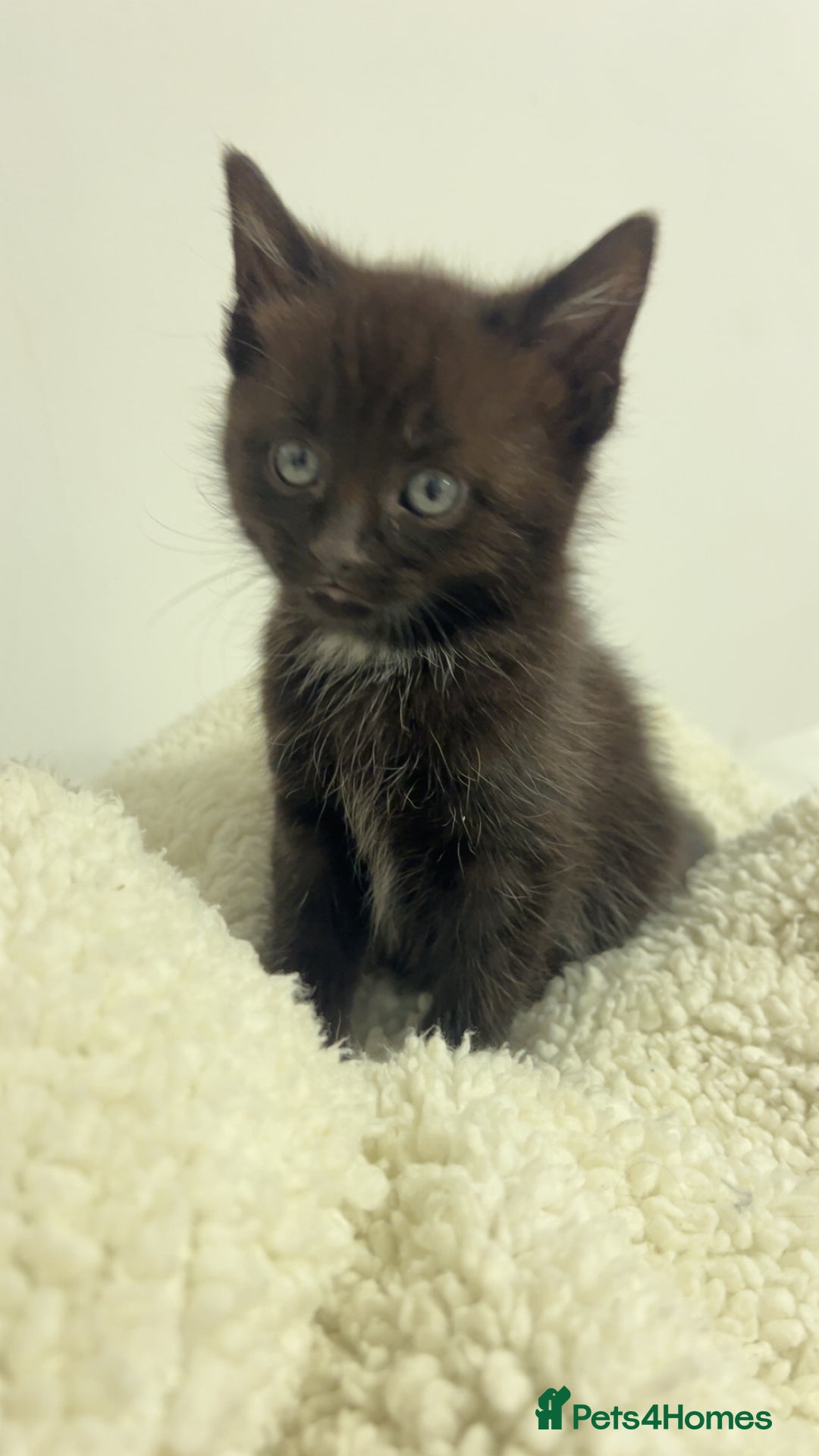 Mixed Breed cats for sale: beautiful kittens  - Image 6